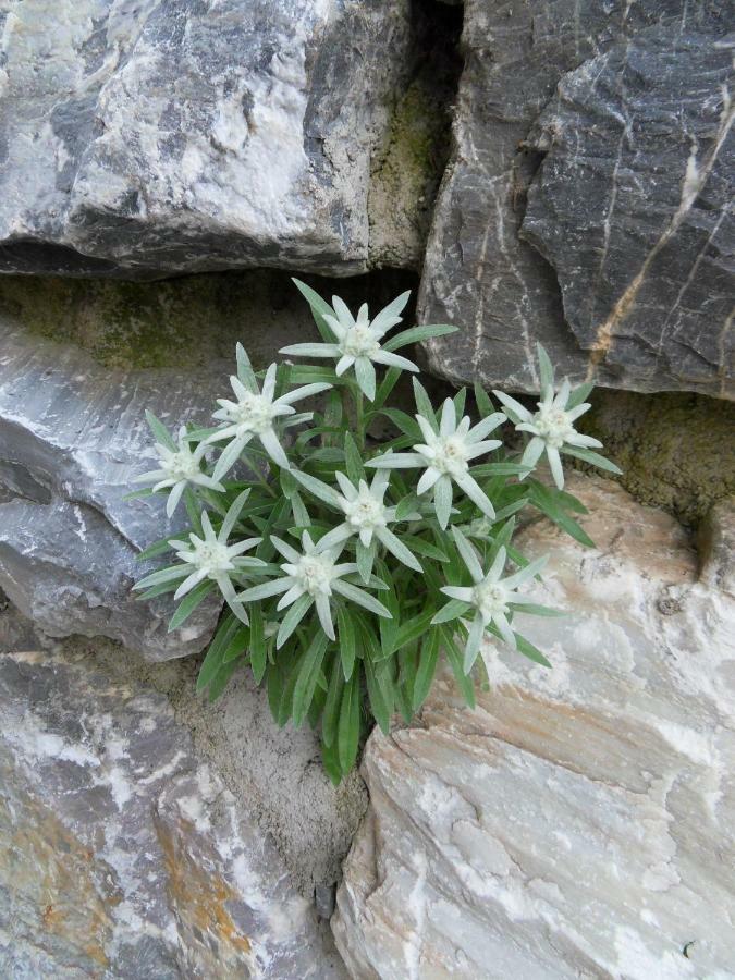 Landhaus Rieser Bad Hofgastein Ngoại thất bức ảnh